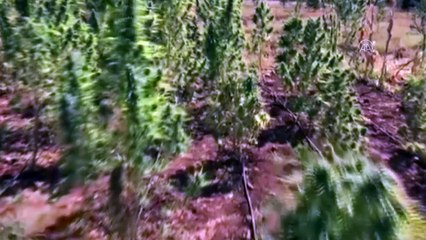 1 ton 207 kilogram esrar ele geçirildi - DİYARBAKIR