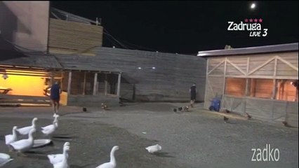 Zadruga 4/ Neko od Zadrugara ubio Koks i Bacio  u