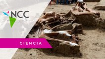 Ha­llan res­tos de ma­muts don­de se cons­tru­ye ae­ro­puer­to de la Ciu­dad de Mé­xi­co