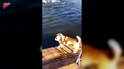 El tierno video en donde un perro salta en un lago para rescatar a una niña