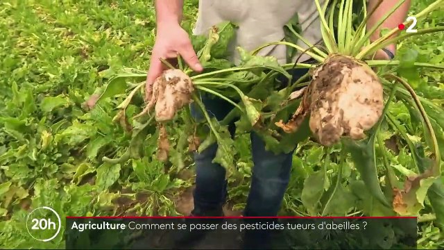 Agriculture : difficile de se passer des néonicotinoïdes, pesticides tueurs d'abeilles