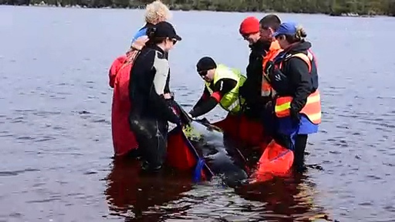 Tasmanien: Leidende Wale müssen eingeschläfert werden