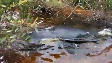 Socorristas sacrificam baleias