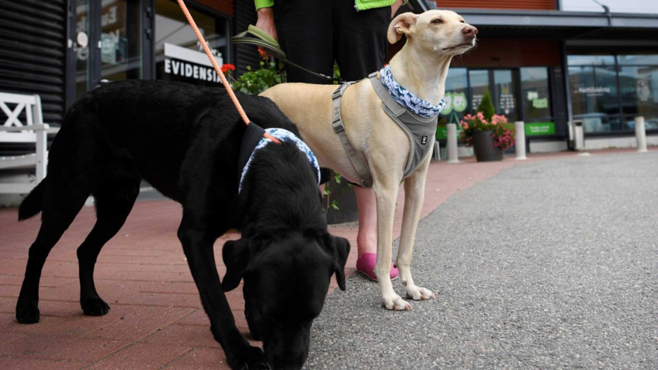 Coronavirus-sniffing Dogs Start Test Program in Helsinki Airport This Week