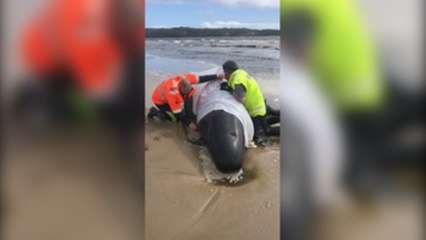 Mueren 380 ballenas varadas en Australia y otras 70 son rescatadas