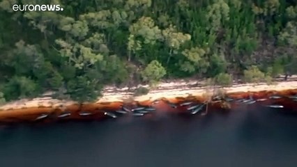 У берегов Тасмании погибли 380 черных дельфинов-гринд