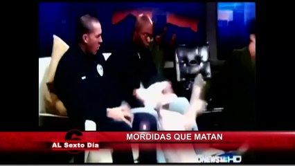 Moridas que matan: ¿se atrevería a acercarse a estos peligrosos animales?