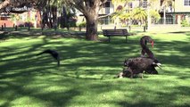 Courageous black swans in Australia frustrate a raven attacking their cygnets