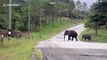 Herd of elephants cross road after raiding golf course in Thailand