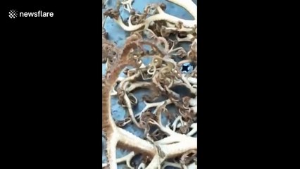 Strange creature spotted on sea by local in Vietnam