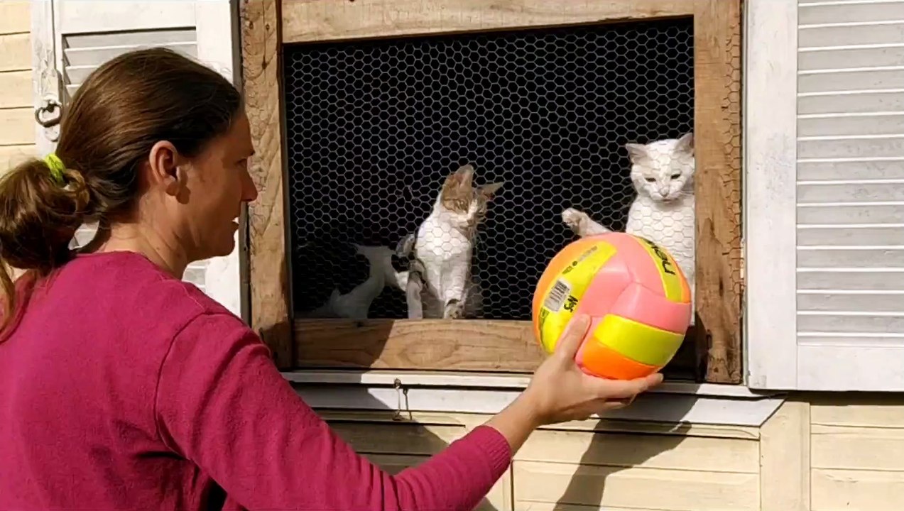 Curious Cats Watch the People Play