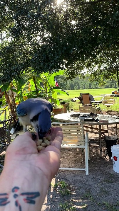 Friendly Bluejay Swoops in for Breakfast