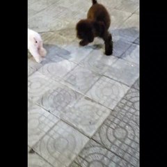 Two Dogs on the Same Leash Have Different Directions in Mind