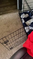 Dog Tries to Bury Bone with Ball