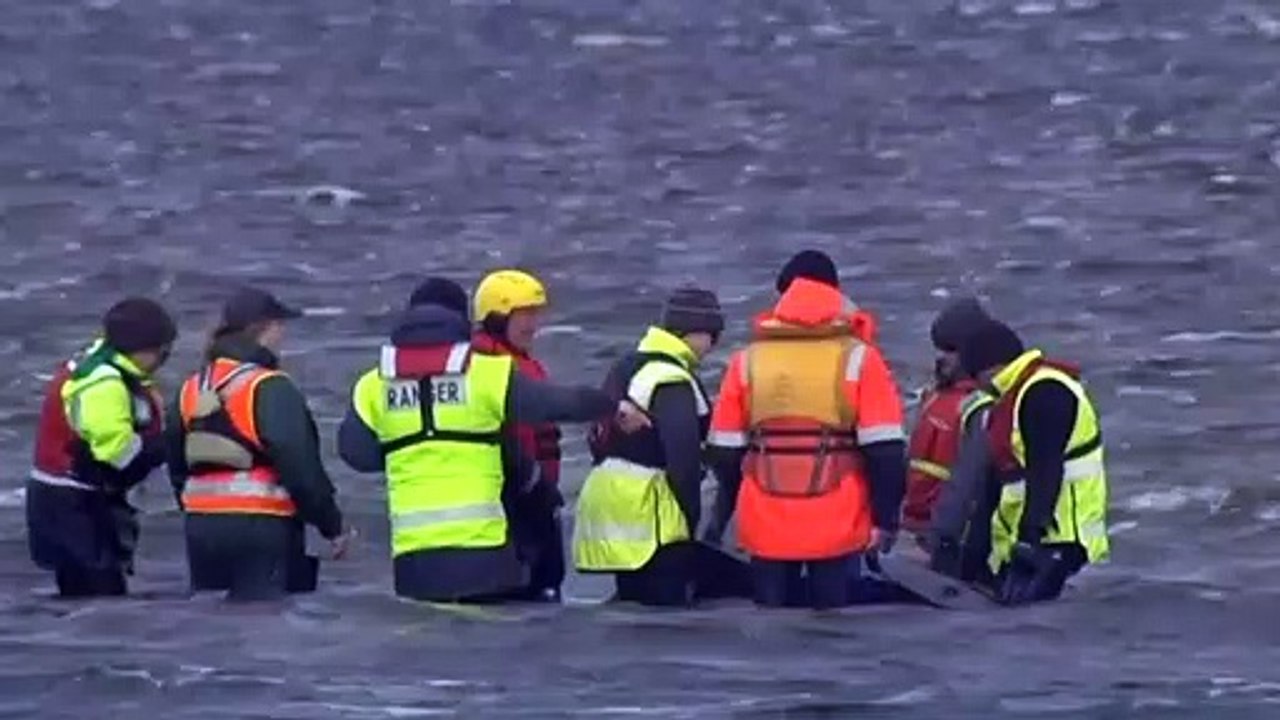Another 200 beached whales discovered in Tasmania