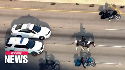 Man in Chicago arrested for riding horse on busy highway