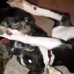 14 seconds of NO NEWS!  Just feel good love between Bruno the pitbull and Lily the plott hound!