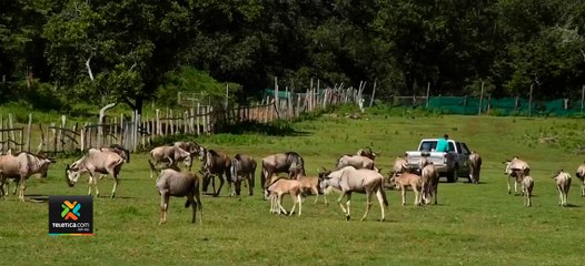tn7-SINAC-a-Ponderosa-si-quieren-reproducir-animales-no-pueden-exhibirlos-240920