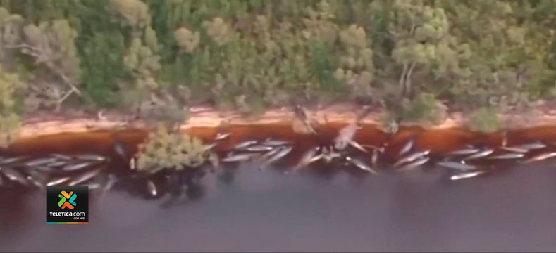 tn7-Mueren-la-mayoría-de-las-ballenas-varadas-en-Australia-380-fallecidas-240920