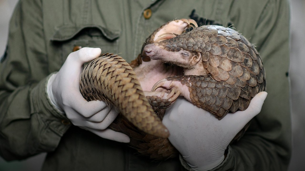 World’s ‘most-threatened’ pangolins are still i...