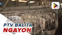 #PTVBalitaNgayon | ASF outbreak, naitala sa anim na lalawigan sa Luzon