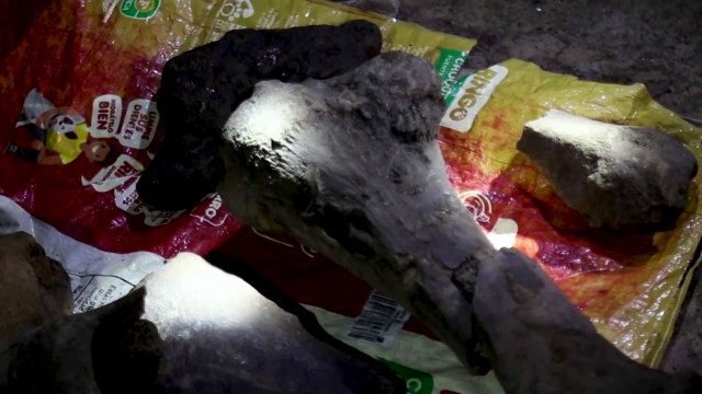 Mineros hallan en Colombia restos fósiles de mastodonte extinto hace 10.000 años