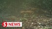 Presence of Malayan tiger cubs in the wild a promising sign