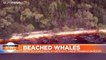 Australia’s beached whales: 200 more animals die in biggest stranding on record