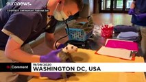 شاهد: ديسم باندا عملاق يخضع لفحص طبي في حديقة حيوانات في واشنطن
