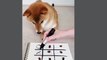 Dogs playing game with human | intelligent dogs