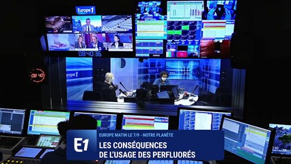 Les mouettes menacées par les composés perfluorés