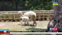 Cute  additions to the family in Peru zoo