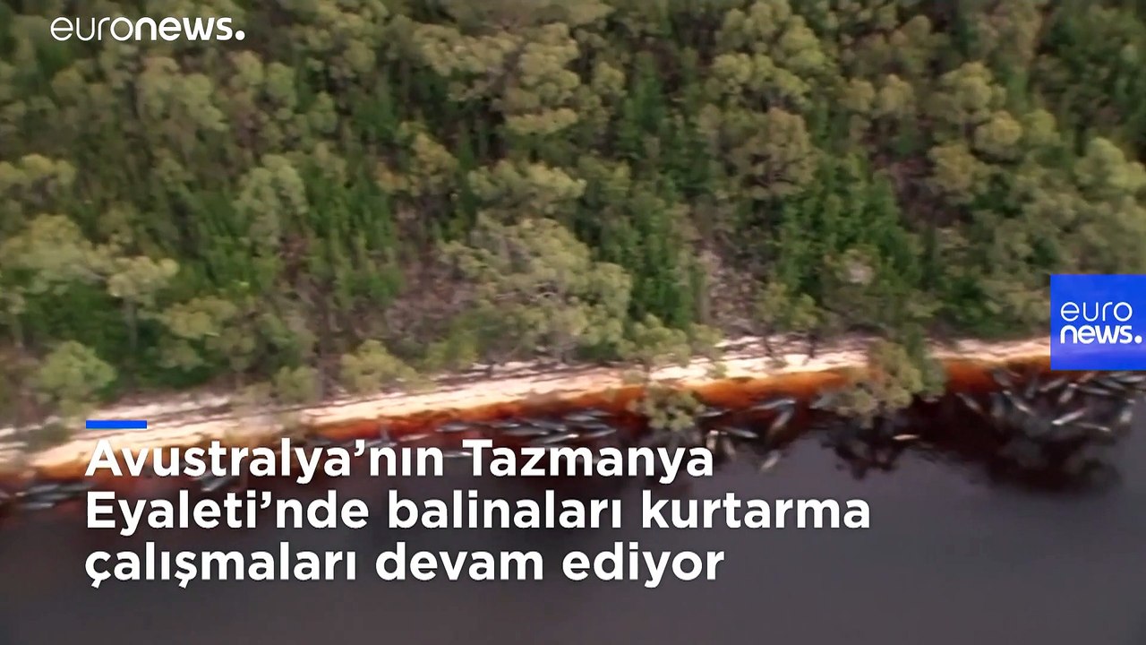 Avustralya'da sığ sularda mahsur kalan 500'e yakın balinadan en az 380'i hayatını kaybetti