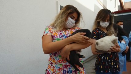 'Pamuk' ve yavruları 'koronavirüs savaşçıları'nın maskotu oldu - IĞDIR