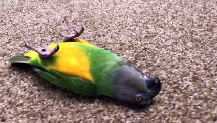 Two Parrots Playing Dead!