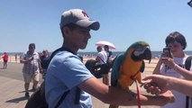Rachel Blue and Gold Macaw - Parrot Meets Strangers in Coney Island