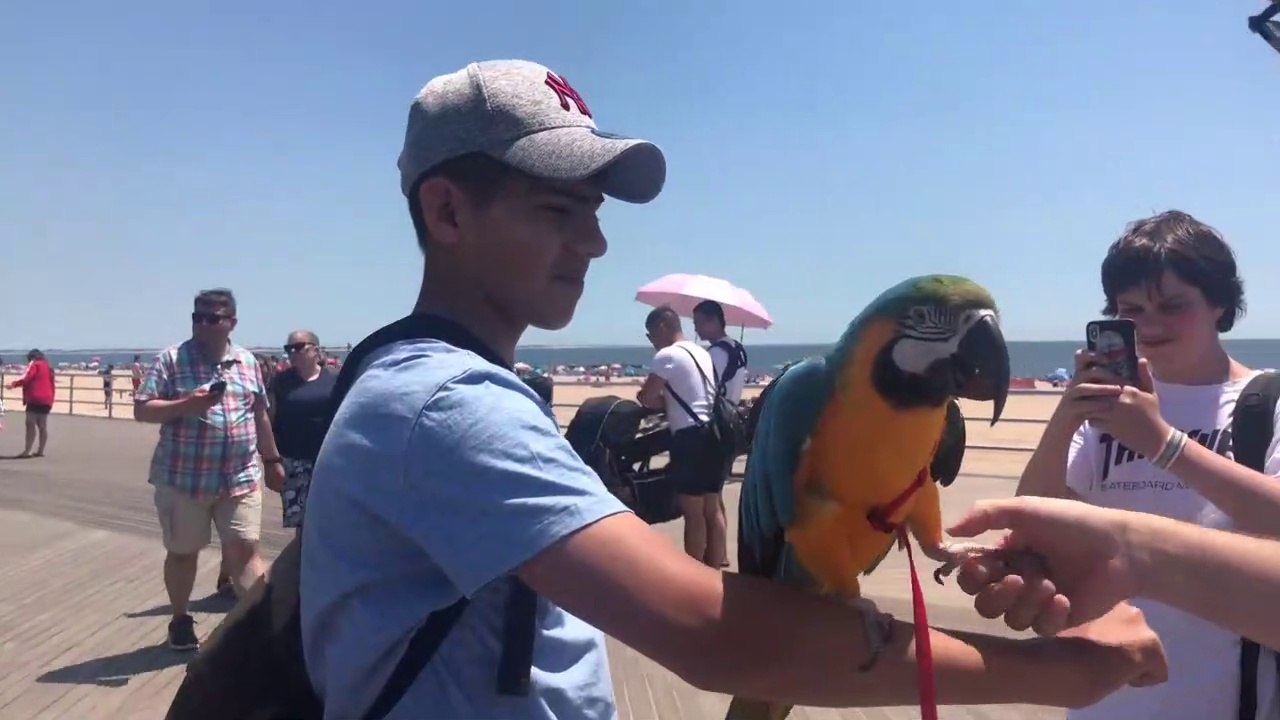 Rachel Blue and Gold Macaw - Parrot Meets Strangers in Coney Island