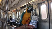 Rachel Blue and Gold Macaw - Visiting Coney Island Amusement Park