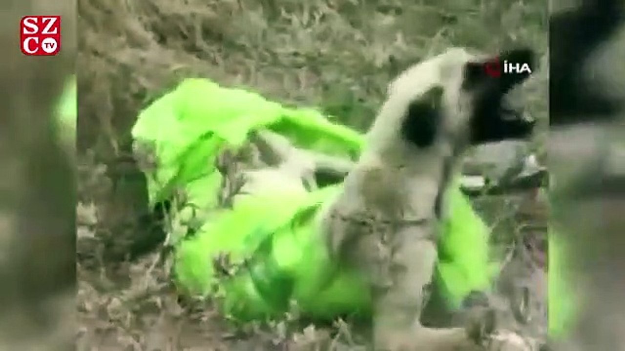 Vahşetin böylesi...Çanakkale’de, çuvala koyularak ölüme terkedilen köpeği jandarma kurtardı