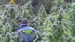 Dos detenidos en Burgos con 415 plantas de marihuana
