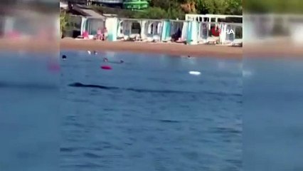 Akdeniz foku, tatilcilerle birlikte yüzdü