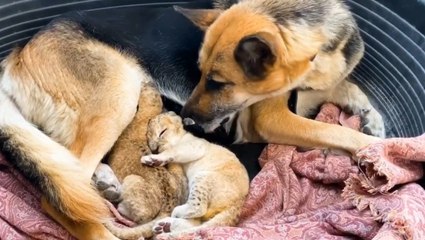 La enternecedora imagen de una pastora alemana que adopta a dos cachorros de león en Rusia