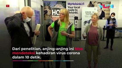 Anjing Endus Corona Berhasil 99 Persen, Indonesia Bisa Tiru?