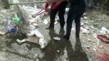 Ayağı çelik tele takılan köpeği itfaiye kurtardı - AĞRI
