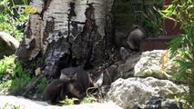 Newborn Otter Pups Make First Appearance Outside!