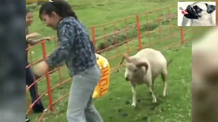 Download Video:  WHEN THE SHEEP ATTACK  DO NOT STOP LAUGHING 12     CUANDO LAS OVEJAS ATACAN   NO PARES DE REIR