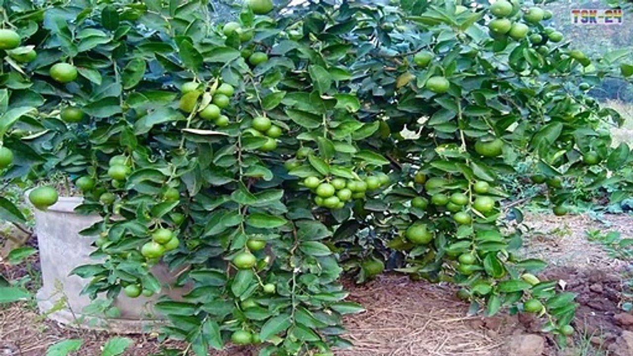 WOW! Amazing Agriculture Technology - Lemon tree