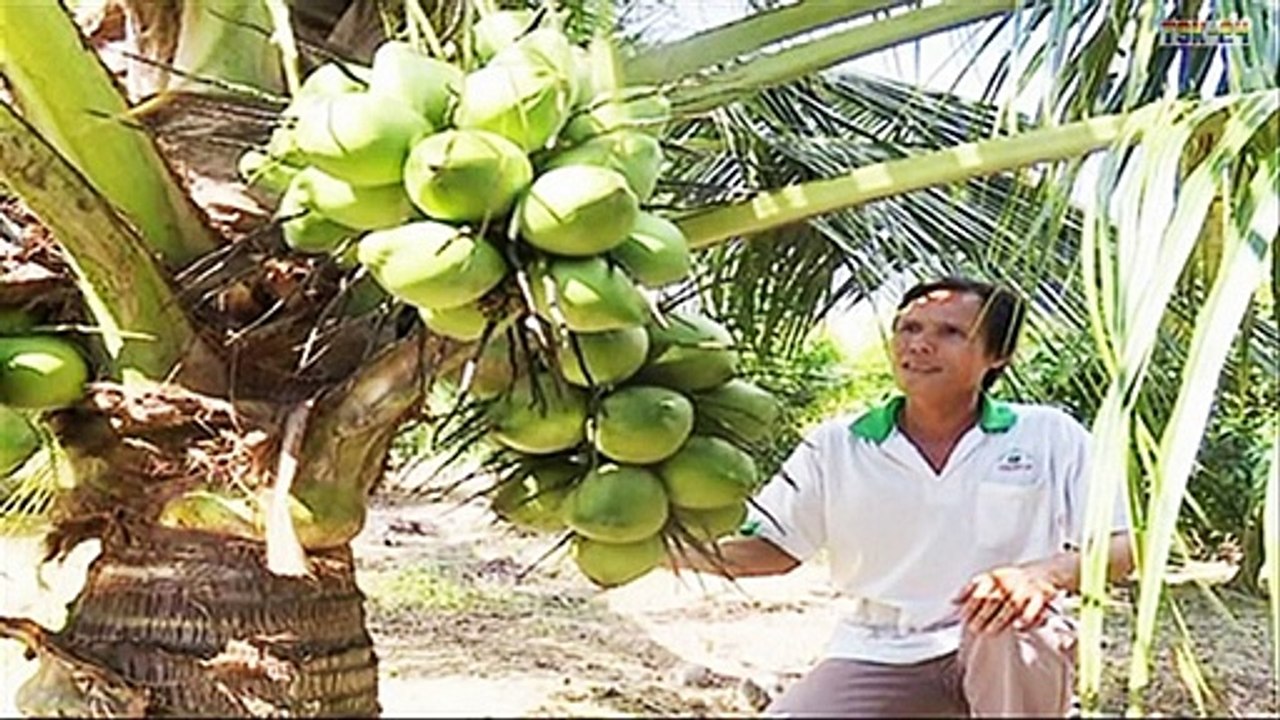 WOW! Strange coconut trees - Amazing Agriculture Technology