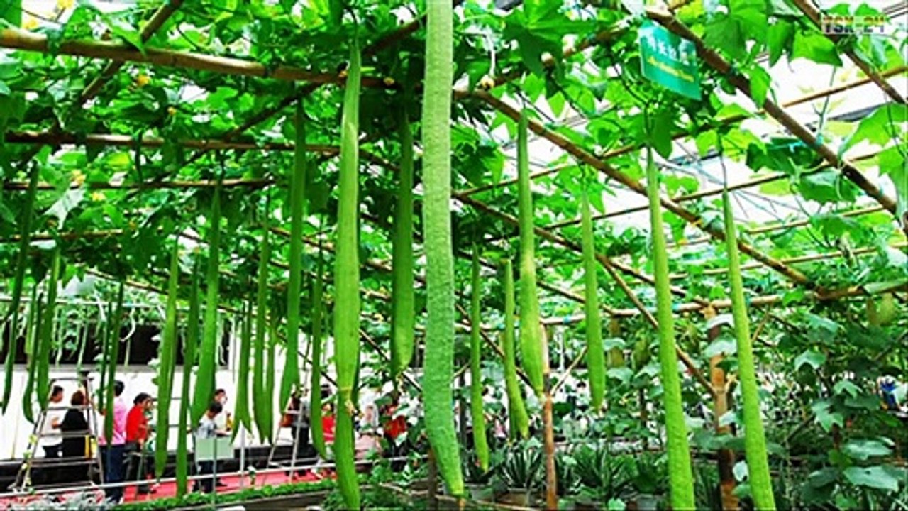 WOW! Amazing Agriculture Technology - Smooth Luffa