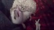 Rare footage of Hedgehog 'self anointing'